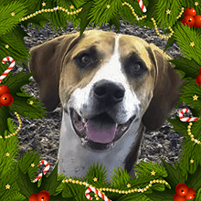 Freddie Christmas
